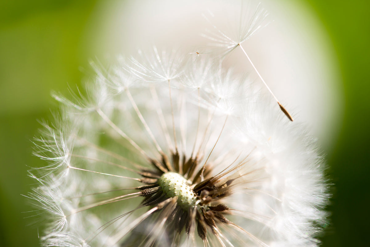 aluminium-print-blowball-dandelion