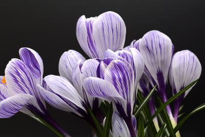 poster-print-the-crocus