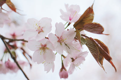poster-print-lovely-japanese-cherry