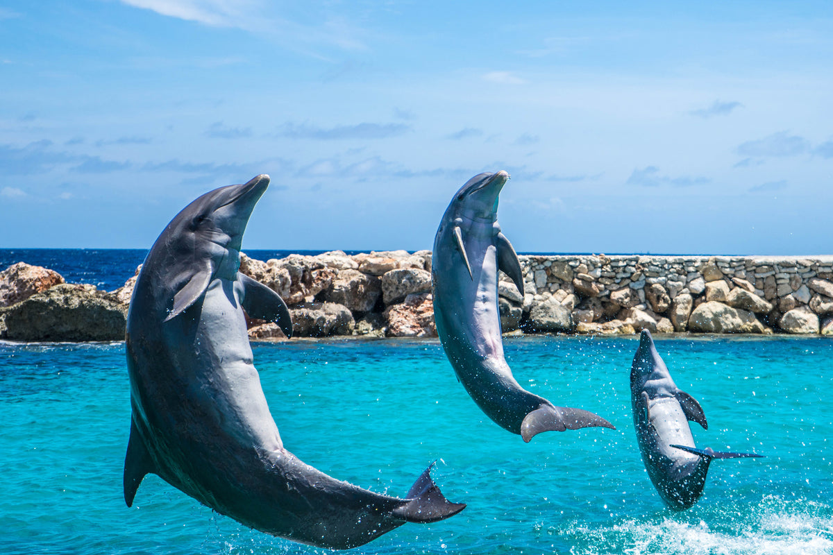framedposter-print-3-dolphins