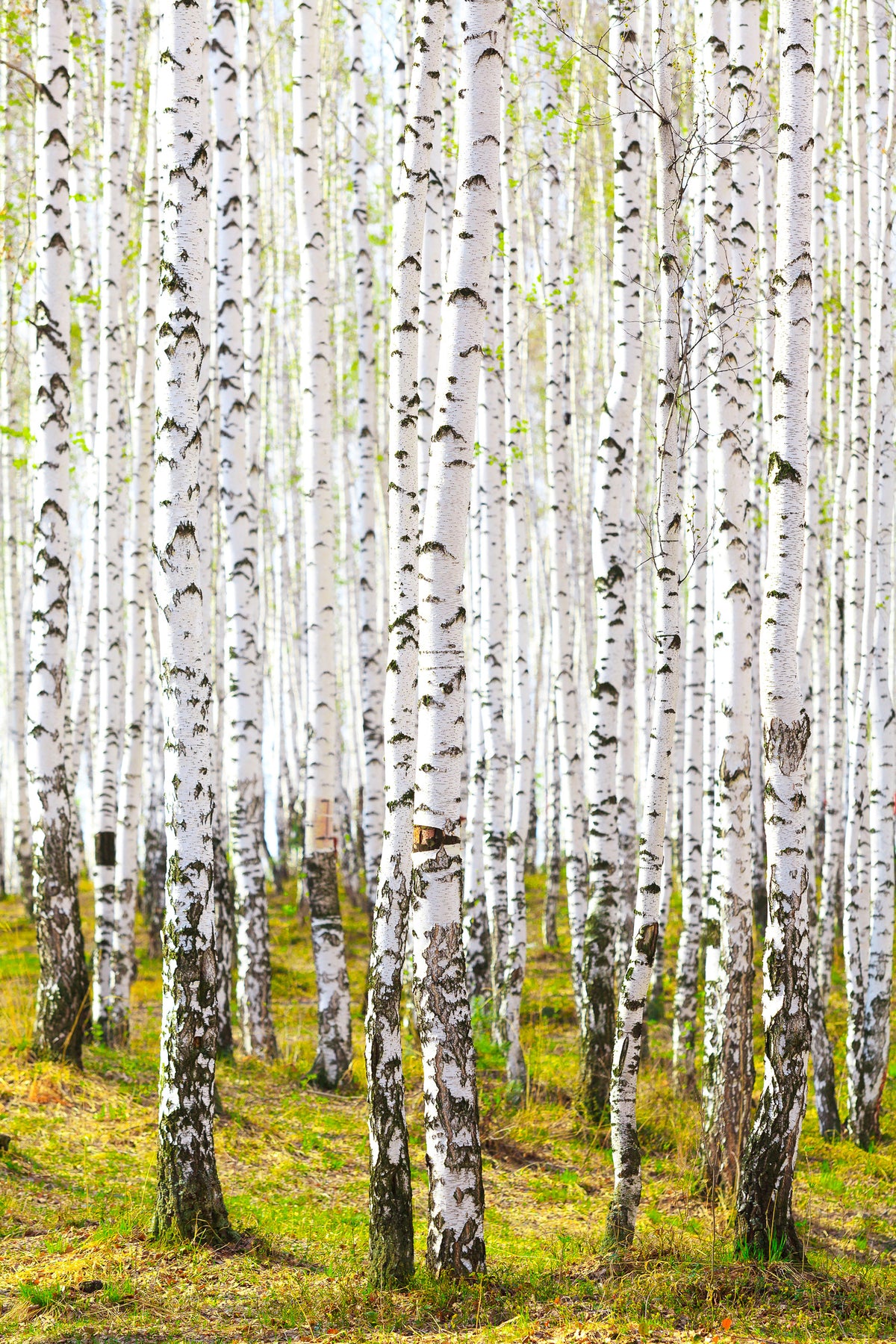 acrylic-print-the-birch-forest-in-the-spring