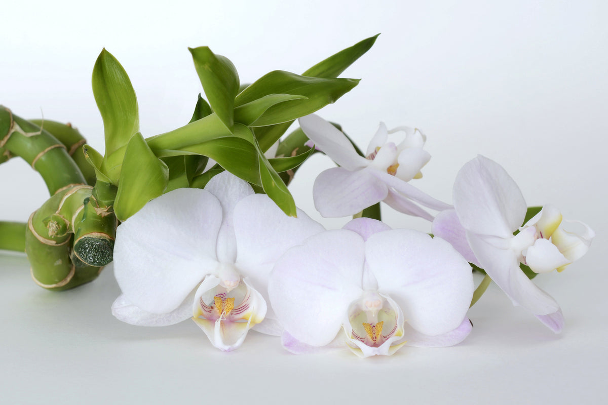 framedposter-print-orchid-and-bamboo