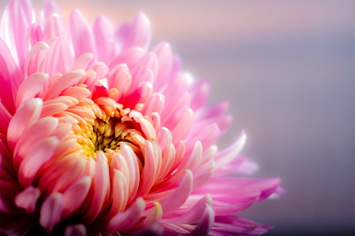 3-piece-acrylic-print-macro-chrysanthemum