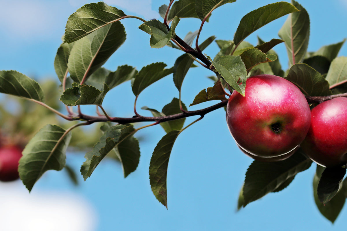 canvas-print-apple-on-the-tree