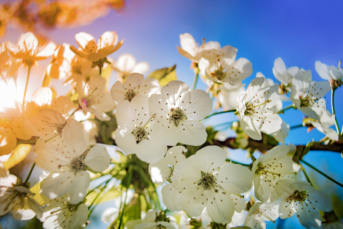 framedposter-print-the-apple-tree-blossom