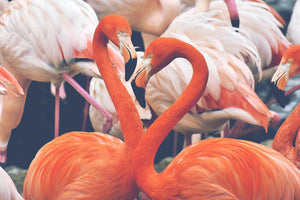 3-piece-canvas-print-colorful-flamingos