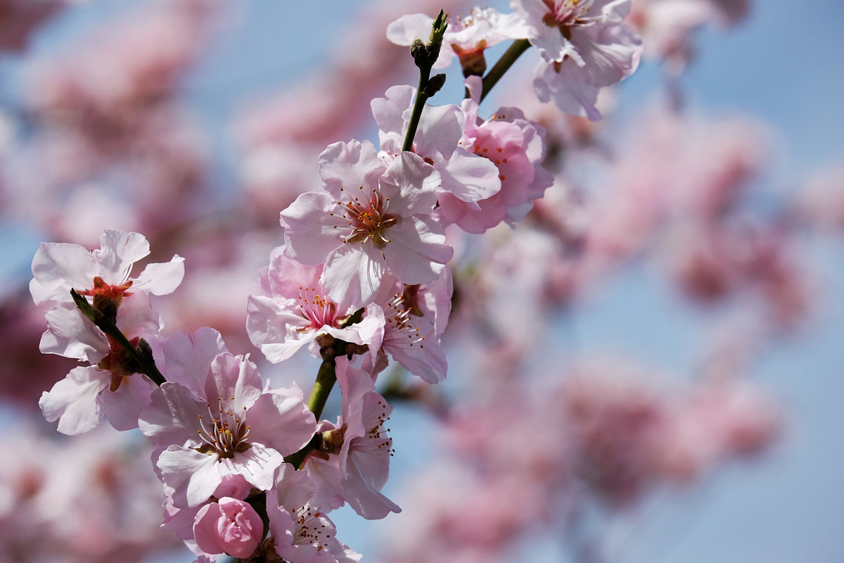 poster-print-japanese-cherry-tree-close-up