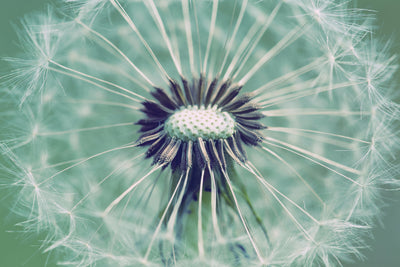 poster-print-close-up-dandelion