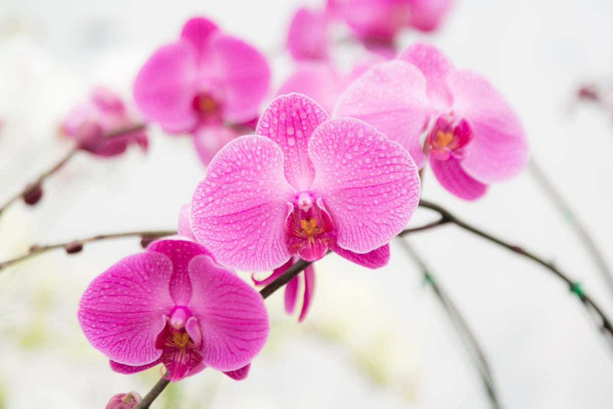 canvas-print-the-symbol-of-orchid