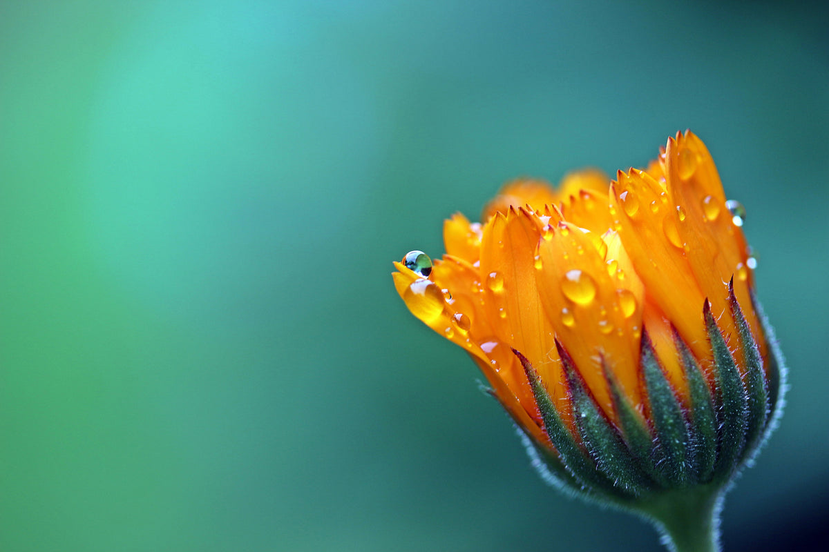 3-piece-aluminium-print-marigold-in-morning-dew