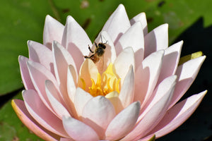 3-piece-aluminium-print-the-bee-on-the-water-lily