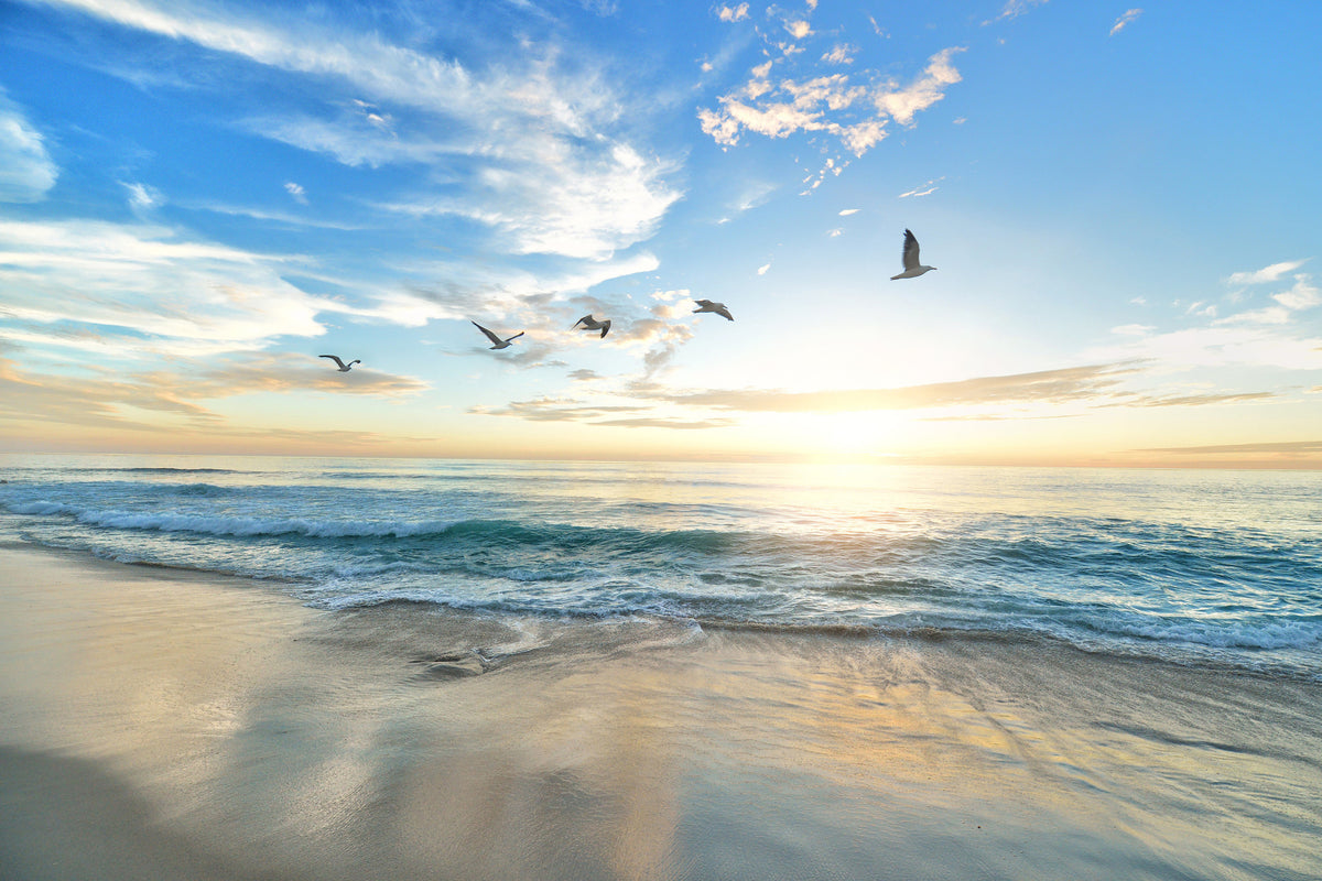 canvas-print-the-seagulls-and-the-sea-at-sunrise