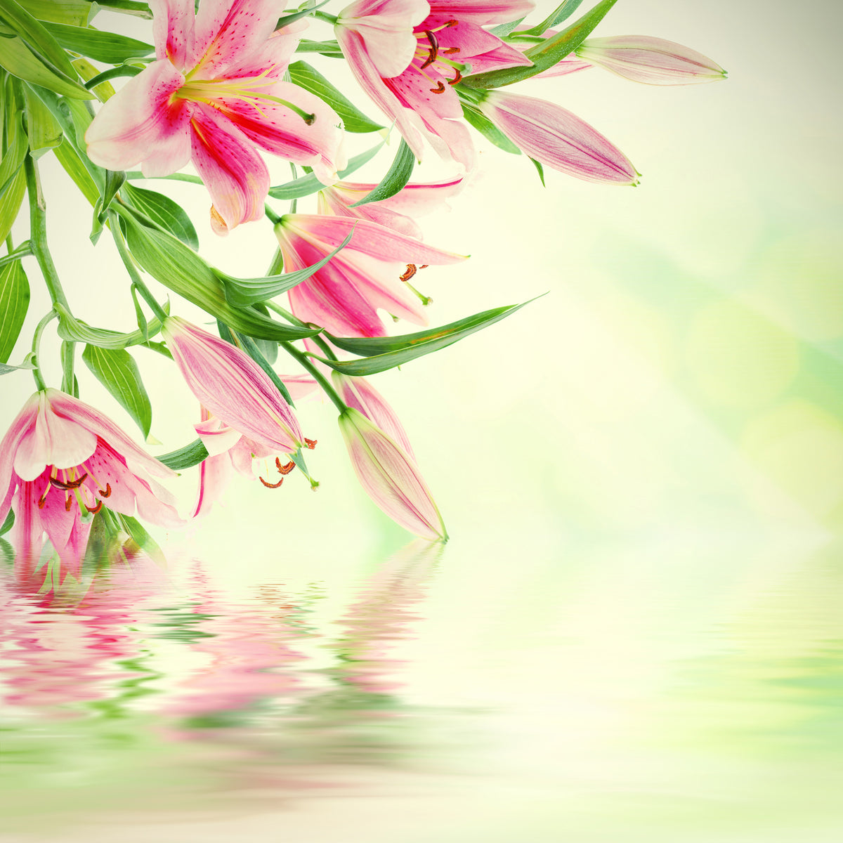 poster-print-lilies-on-water