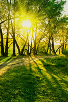 poster-print-forest-path-in-sunlight