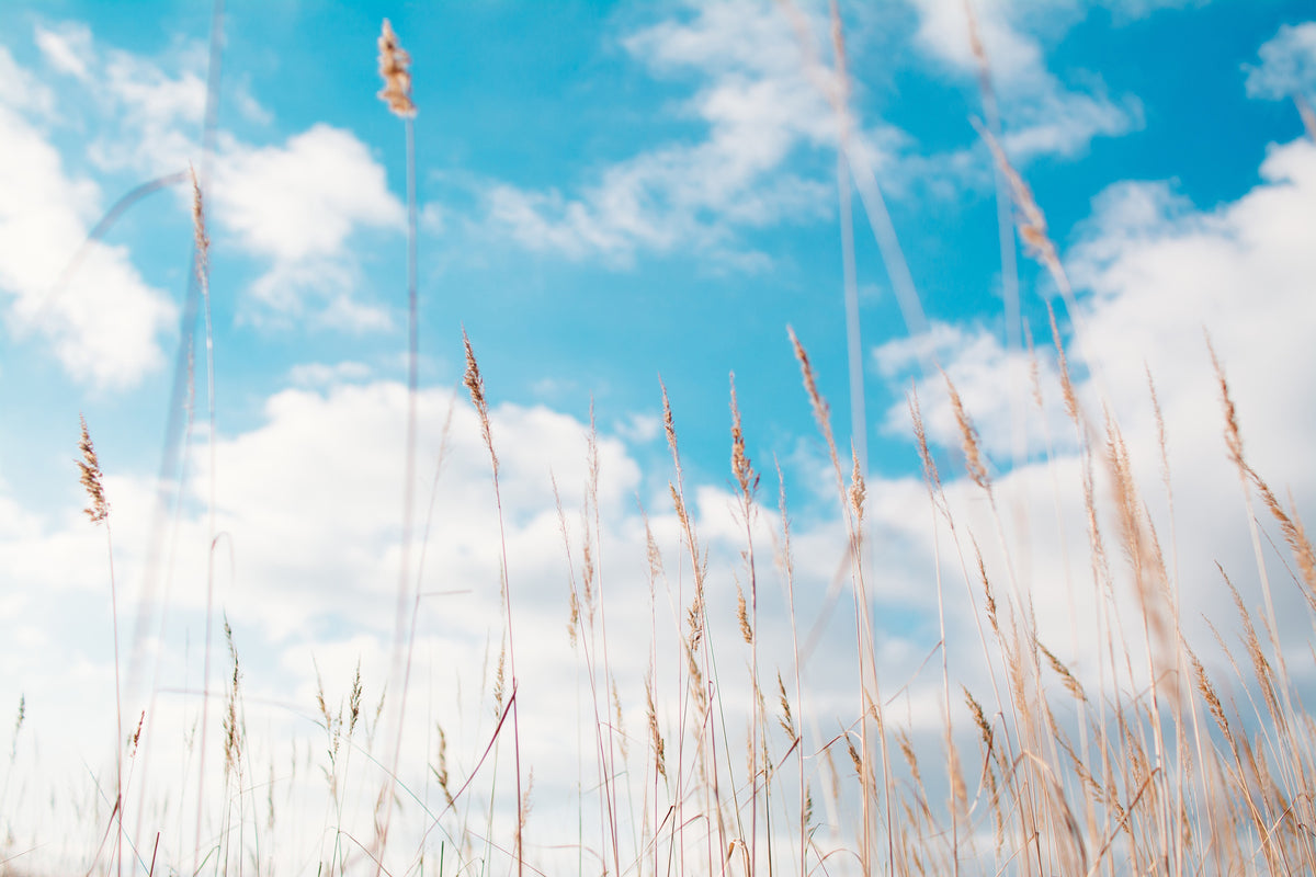 framedposter-print-blades-of-grass-in-the-sky