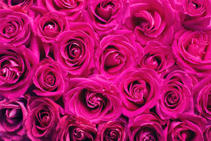 modern-3-piece-acrylic-print-rose-petals-in-pink