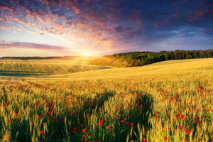 framedcanvas-print-a-flower-field-at-sunrise