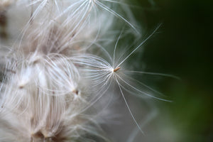 framedcanvas-print-close-up-flowers-fibers