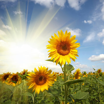 poster-print-sunflower-in-sunlight