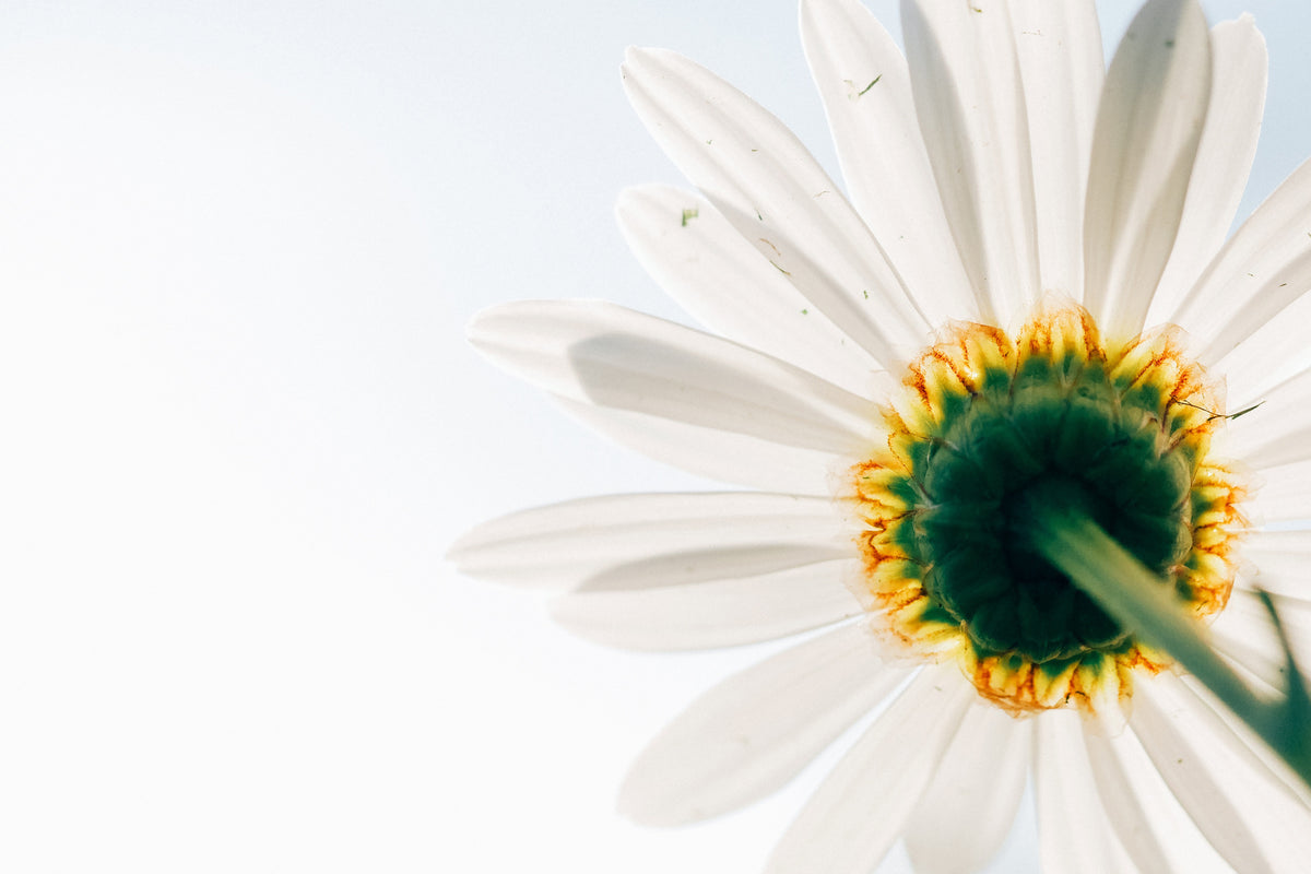 3-piece-aluminium-print-a-daisy