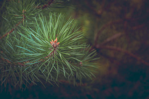 framedcanvas-print-pine-tree-close-up