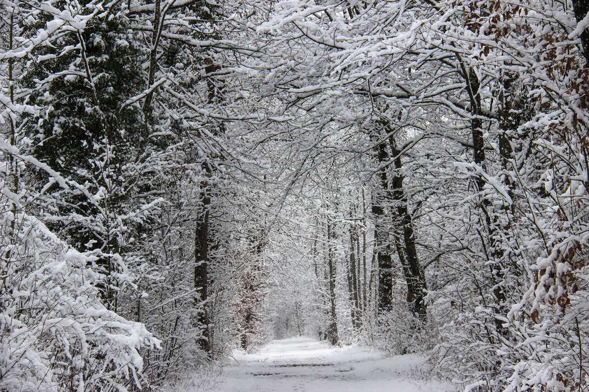 aluminium-print-enchanted-winter-forest