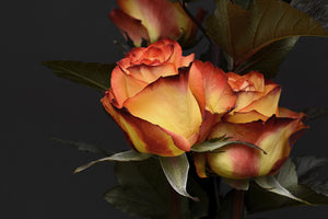 canvas-print-roses-of-the-romance