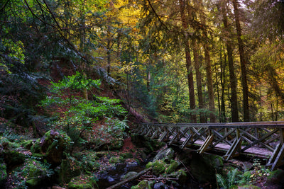 poster-print-the-forest-bridge