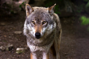 aluminium-print-the-evil-wolf