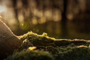 poster-print-the-moss