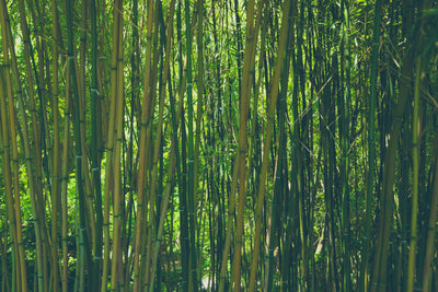 poster-print-in-the-middle-of-the-bamboo