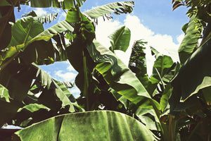 framedcanvas-print-in-the-middle-of-the-jungle