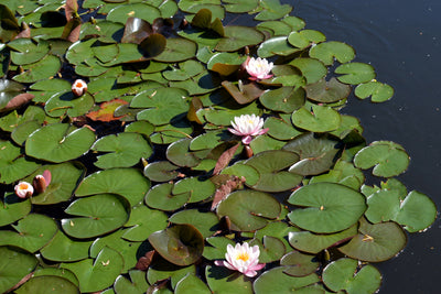 poster-print-white-water-lilies-in-the-pond