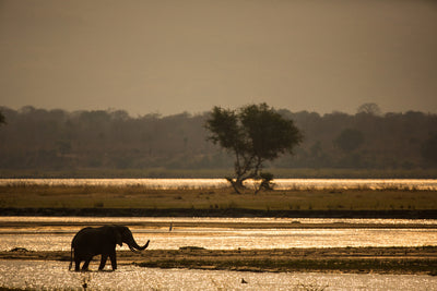 poster-print-elephant-alone-in-the-steppe