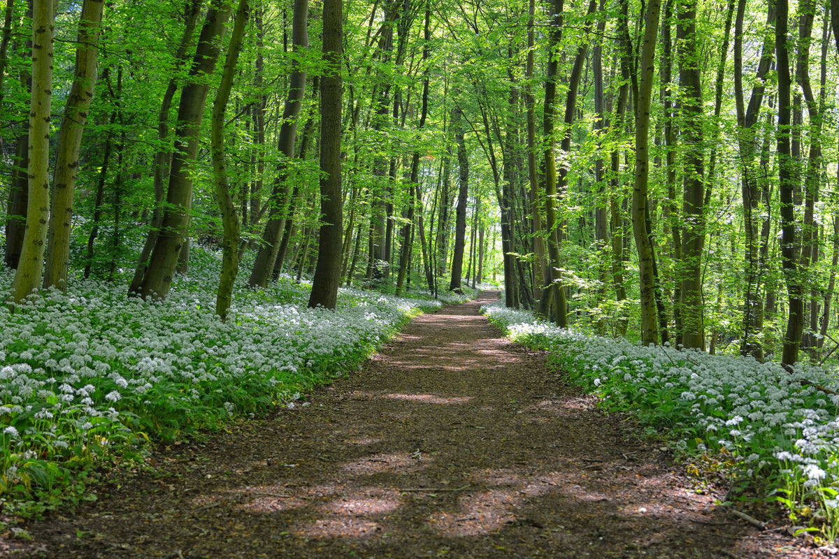 canvas-print-we-love-the-summer-in-the-woods