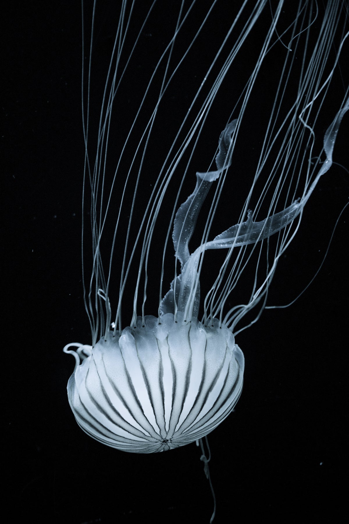aluminium-print-beware-jellyfish