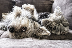 framedposter-print-2-cute-dogs