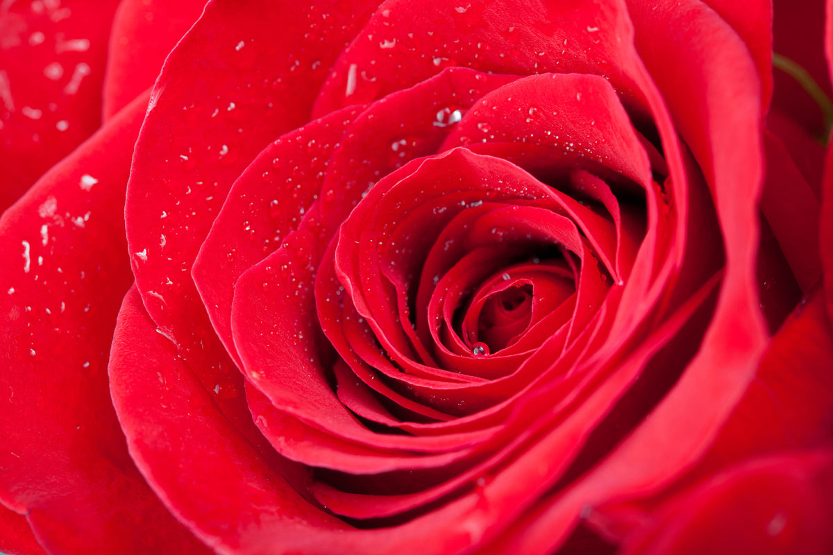 framedcanvas-print-red-rose-in-morning-dew