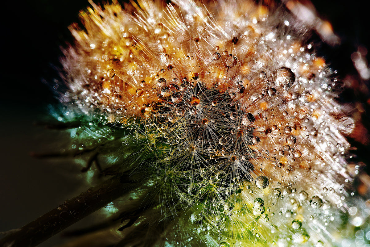 canvas-print-dandelion-in-the-morning-dew