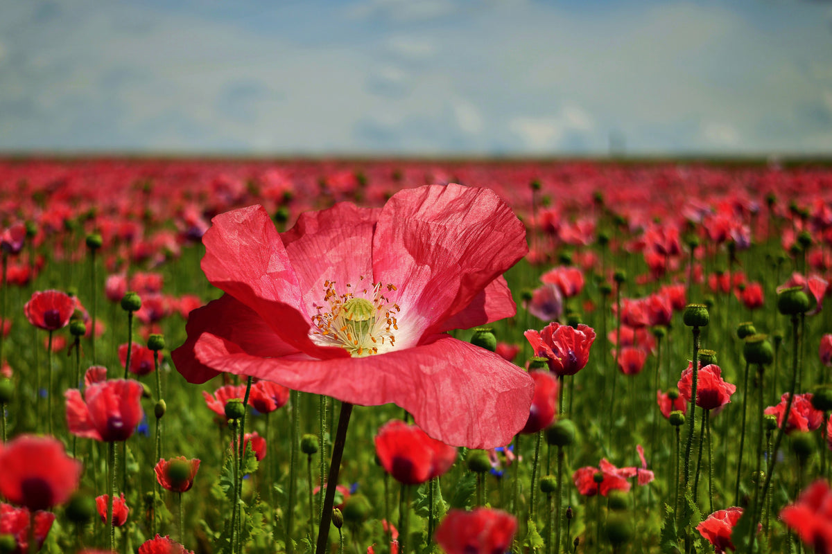 aluminium-print-the-lush-poppy-field