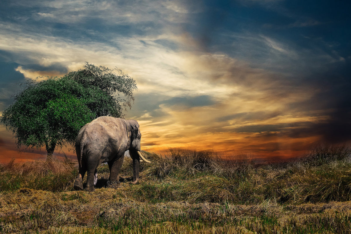 aluminium-print-the-elephant-in-the-sunset
