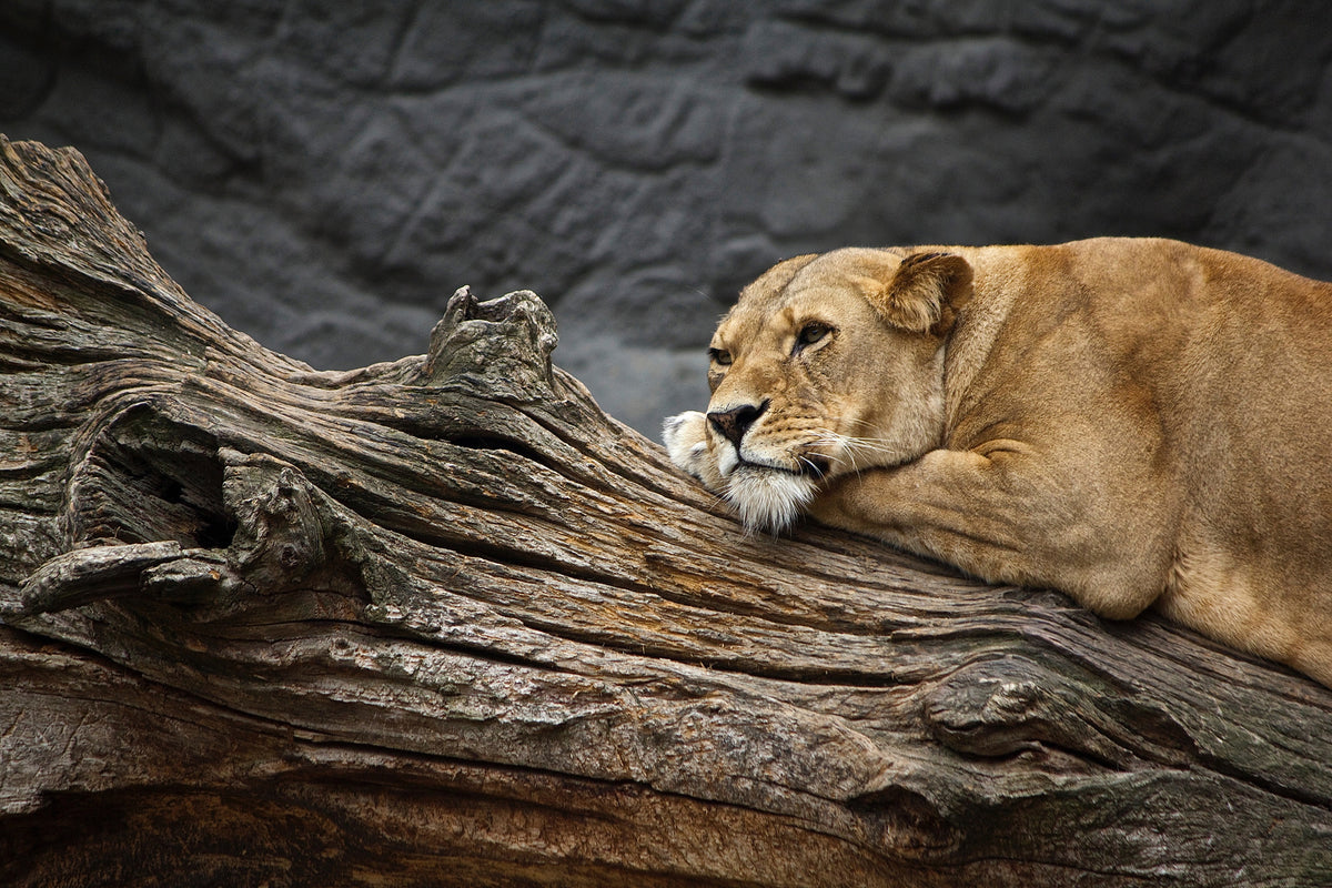 framedposter-print-dreaming-lioness