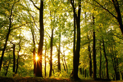 poster-print-sunset-between-trees
