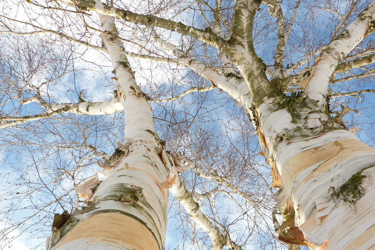 poster-print-the-2-birches