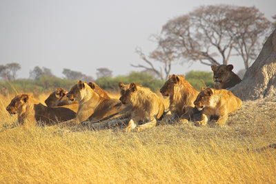 poster-print-lion-family