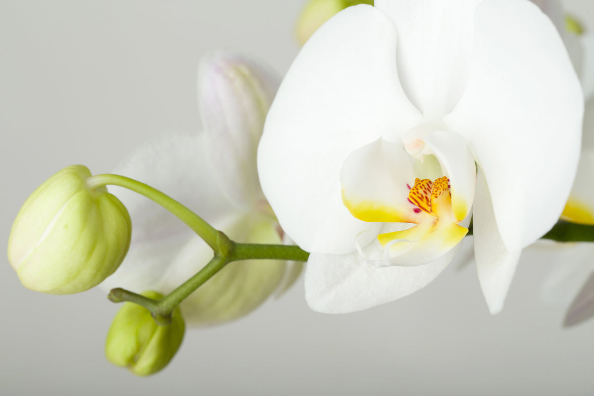 3-piece-aluminium-print-giant-orchid