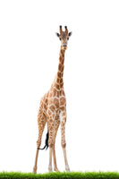 aluminium-print-the-long-giraffe
