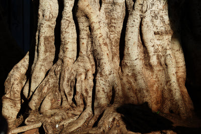 poster-print-tree-close-up