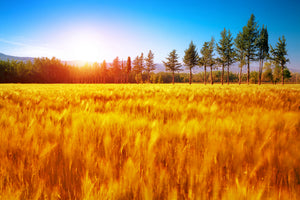 canvas-print-the-autumn