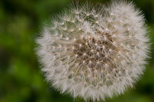 modern-3-piece-aluminium-print-the-dandelion-in-nature